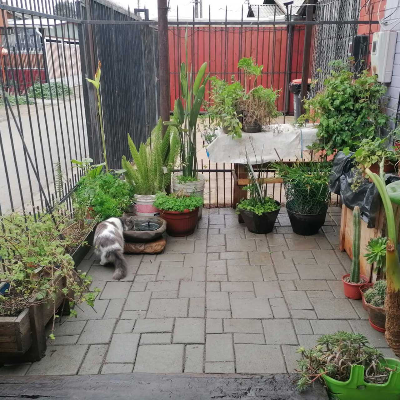 Patios más limpios